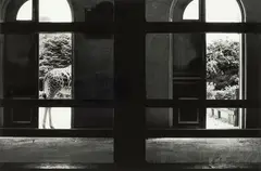 Andrew Morley-Hall, Giraffe, gelatin silver print