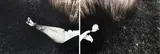 Fiona Pardington, Untitled (Neil), gelatin silver print, hand-coloured, diptych