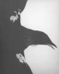 Maranga - Arise Tui Whanganui Museum by Fiona Pardington, gelatin silver archival hand print, offered Sep 2025