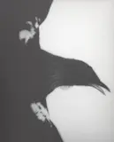 Fiona Pardington, Maranga - Arise Tui Whanganui Museum, gelatin silver archival hand print