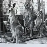 Peter Peryer, Kangaroos, Pennant Hills, Sydney, black and white photograph