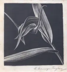 Native Orchid by Ernest Mervyn Taylor, woodblock engraving, offered Sep 2025