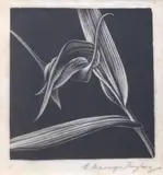 Ernest Mervyn Taylor, Native Orchid