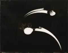 Huia Lovers by Fiona Pardington, gelatin silver handprint, edition of 5, sold Aug 2025