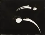 Fiona Pardington, Huia Lovers, gelatin silver handprint, edition of 5