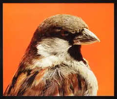 Michael Parekōwhai, Elmer Keith, type C colour photograph, edition of 10 (2000)