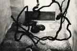 Peter Peryer, Snake