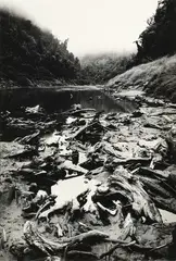 Anne Noble, Whanganui River, gelatin silver print