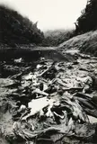Anne Noble, Whanganui River, gelatin silver print