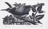 Ernest Mervyn Taylor, Tieke (Saddleback), woodblock engraving, ed. 22