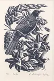 Ernest Mervyn Taylor, Tui