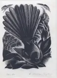 Ernest Mervyn Taylor, Fantail, woodblock engraving, ed. 40, 1946