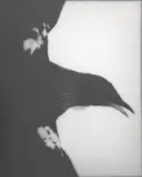 Fiona Pardington, Maranga - Arise Tui Whanganui Museum, gelatin silver archival hand print