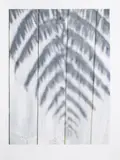Peter Peryer, Fern, pigment ink on archival paper, 2/15