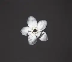 Roberta Thornley, Forget-me-not (Bruised), archival pigment ink photograph on Hahnemuhle Photo Rag,4/20