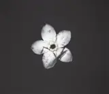 Roberta Thornley, Forget-me-not (Bruised)