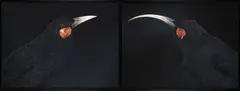 Andrew’s Huia Pair Diptych by Fiona Pardington, archival inkjet print on Hahnemuhle paper, 6/10, sold Apr 2025