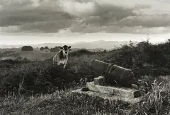 Marti Friedlander, Ruapekapeka, gold-toned vintage gelatin silver print (1970)