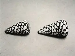 Shell Study (Conus Litteratus) by Peter Peryer, gelatin silver print (2001), offered Mar 2025