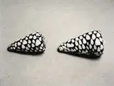 Shell Study (Conus Litteratus) by Peter Peryer, gelatin silver print (2001), offered Mar 2025