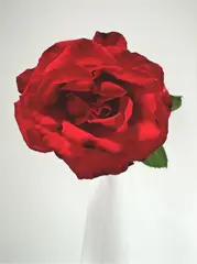 Rose by Peter Peryer, digital print, 1/10, sold Mar 2025
