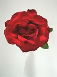 Peter Peryer, Rose, digital print, 1/10