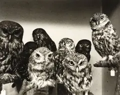Moreporks (Bird Skins Room No. 2), Taranaki St, Wellington, 3 October 1995 by Laurence Aberhart, gold and selenium toned gelatin silver print, sold Mar 2025