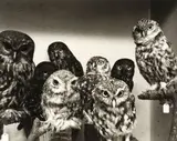 Laurence Aberhart, Moreporks (Bird Skins Room No. 2), Taranaki St, Wellington, 3 October 1995, gold and selenium toned gelatin silver print