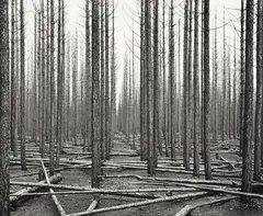 John Johns, Burnt Strand of Corsican Pine, Balmoral Forest, Canterbury, gelatin silver print