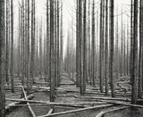 John Johns, Burnt Strand of Corsican Pine, Balmoral Forest, Canterbury, gelatin silver print