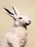 Peter Peryer, European Hare, digital print, 4/10
