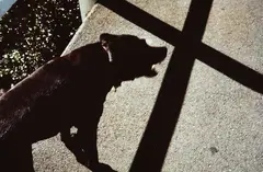 Peter Black, Black Dog and Cross, cibachrome photograph