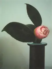 Peter Peryer, Camellia, pigment print on Hahnemuhle rag paper, 1/25
