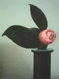 Peter Peryer, Camellia
