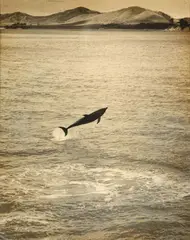Eric Lee-Johnson, Opo, The Dolphin, Opononi, gelatin silver print (1955)