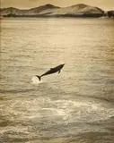 Eric Lee-Johnson, Opo, The Dolphin, Opononi, gelatin silver print (1955)