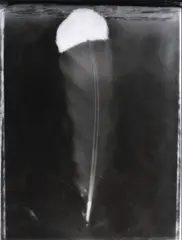 Fiona Pardington, Wiriwiri/Tremble, Whanganui Museum, gelatin silver handprint, 3/5