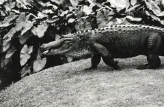 Alligator by Peter Peryer, gelatin silver print (1988), sold Mar 2025