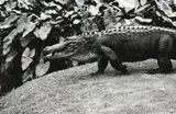 Peter Peryer, Alligator, gelatin silver print (1988)