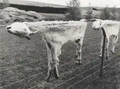 Two Goats by Peter Peryer, gelatin silver print, edition of 10 (2007), sold Mar 2025