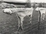 Peter Peryer, Two Goats, gelatin silver print, edition of 10 (2007)