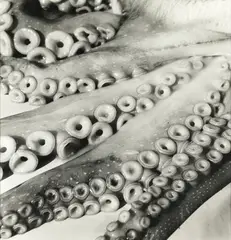Octopus by Peter Peryer, gelatin silver print, offered Mar 2025