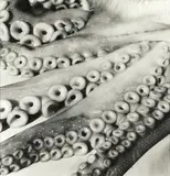 Peter Peryer, Octopus
