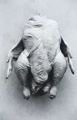 Headless Chicken by Peter Peryer, gelatin silver print, edition of 15 (1995), sold Mar 2025
