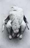 Peter Peryer, Headless Chicken, gelatin silver print, edition of 15 (1995)