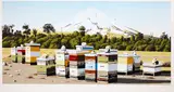 Michael Hight, Parihaka Rd, colour screenprint, A/P