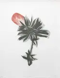 Alexis Neal, Pohutukawa, lithograph, edition 9/10