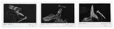 Bill Hammond, Bone Eagle A, B, C, suit of three etchings, 22/25