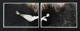 Fiona Pardington, Untitled (Neil), gelatin silver print, hand-coloured, diptych
