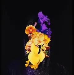Richard Orjis, Gorse & Orchids, type C-Print, 3/9, 2007